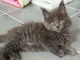 À acheter 2 chatons Maine Coons LOOF bleu smoke
