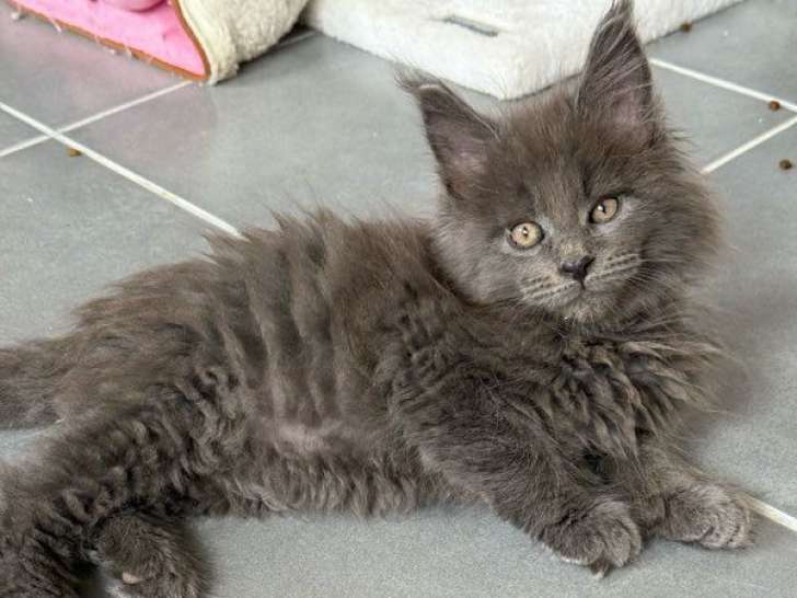 À acheter 2 chatons Maine Coons LOOF bleu smoke