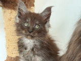 À acheter 2 chatons Maine Coons LOOF bleu smoke