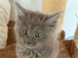 2 chatons mâles Maine Coons LOOF disponibles à la réservation