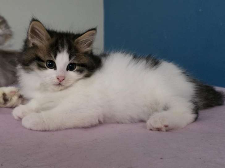 Chatons Sibérien LOOF à réserver