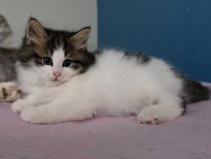 Chatons Sibérien LOOF à réserver