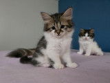 Chatons Sibérien LOOF à réserver