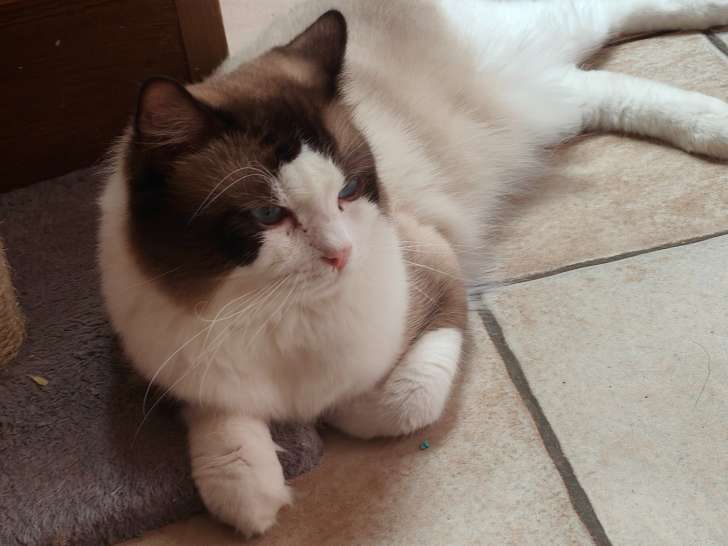Chat Ragdoll avec pedigree à vendre