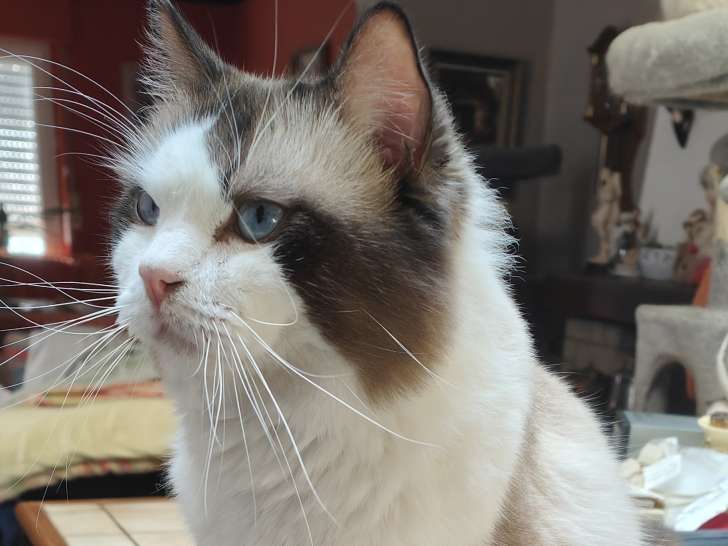 Chat Ragdoll avec pedigree à vendre