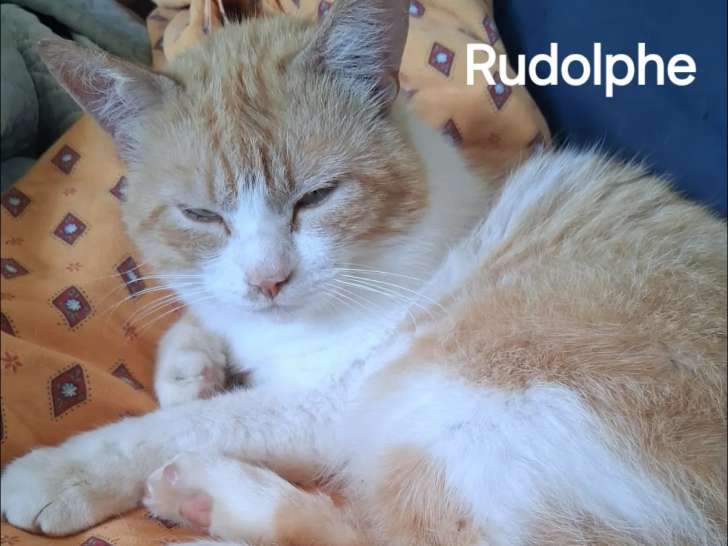 Chat roux et blanc en attente d'adoption