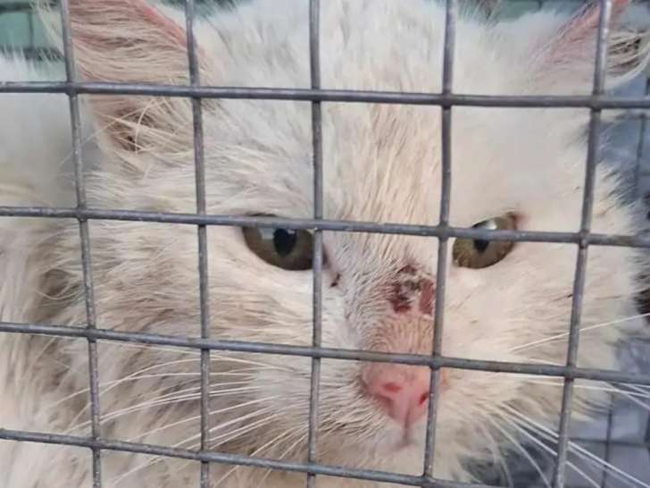 Chat de 7 ans prêt pour l’adoption