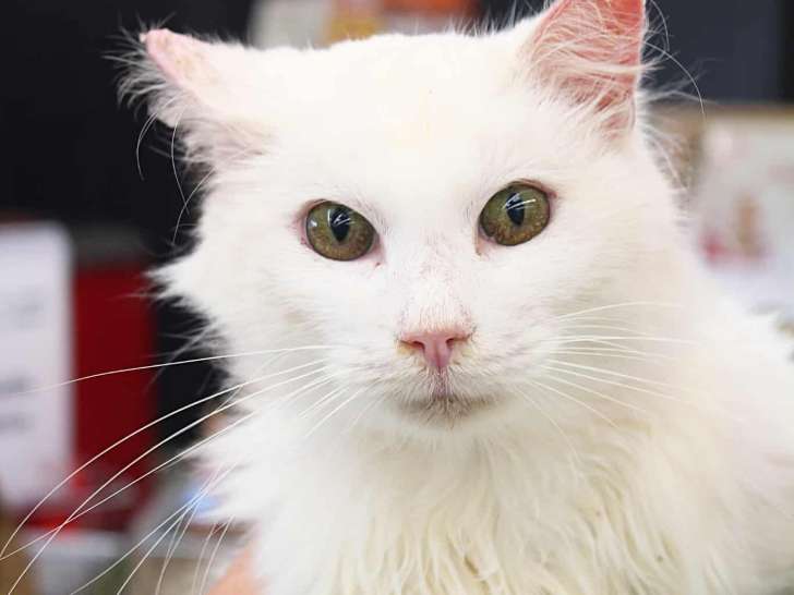 Chat de 7 ans prêt pour l’adoption