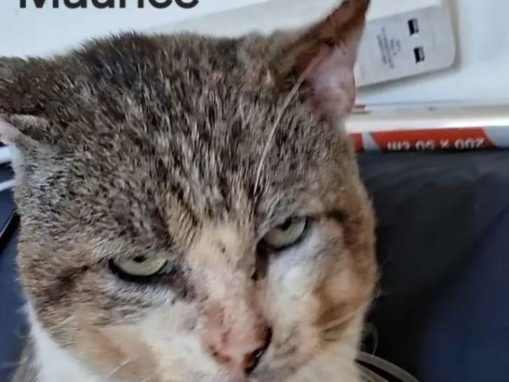 Chat tigré blanc en attente d’une famille