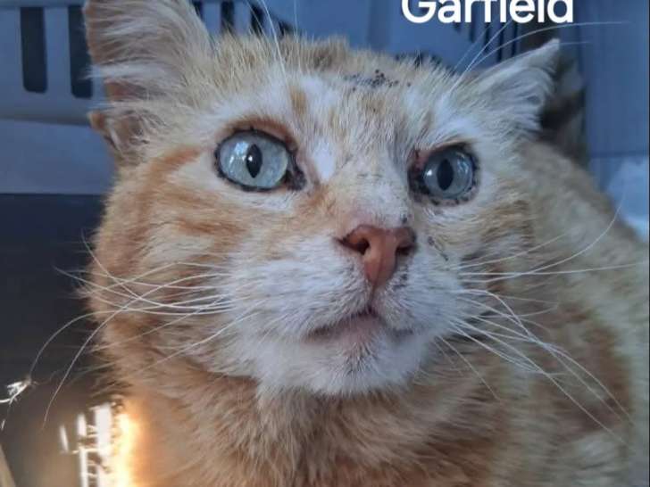 Chat adulte à accueillir