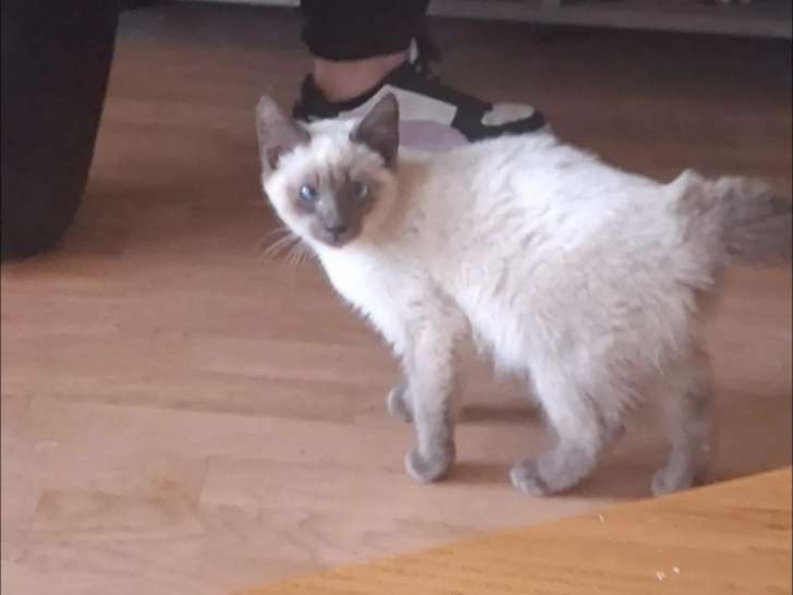 Chaton mâle Siamois de 8 mois en quête d'un foyer