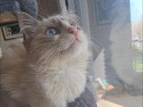 Adoption disponible : chaton mâle Siamois âgé de 8 mois