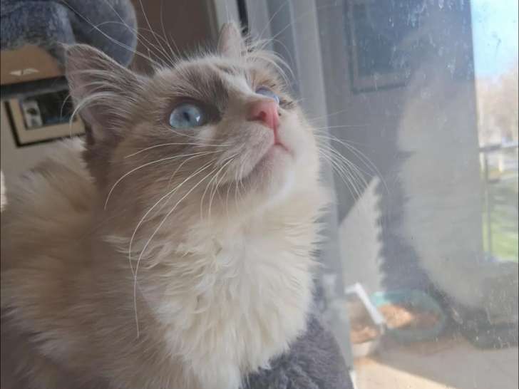 Adoption disponible : chaton mâle Siamois âgé de 8 mois