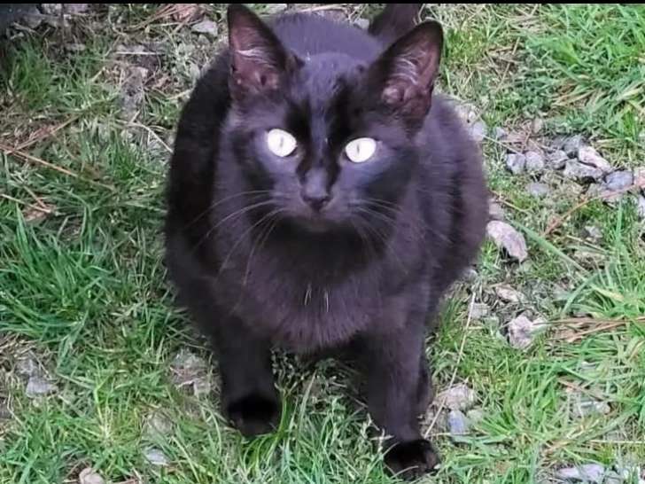 Chatte noire à la recherche d'un foyer
