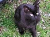 Chatte noire à la recherche d'un foyer