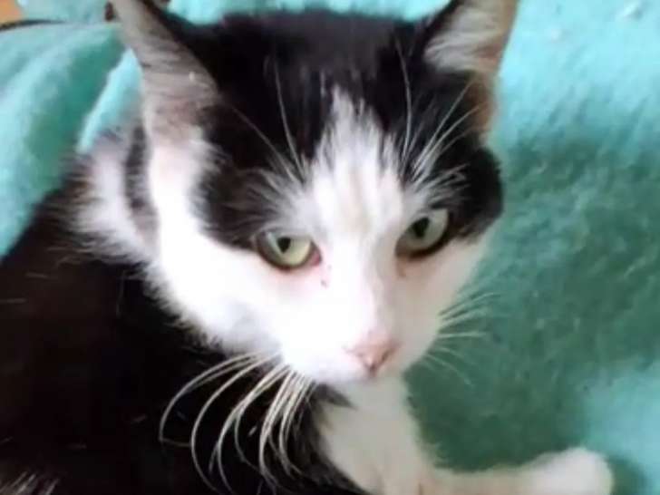 À adopter, chatte de 5 ans