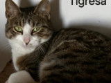 Disponible à l'adoption, chatte tigrée