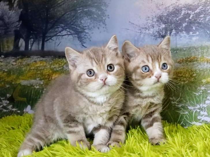 Chatons British Shorthair à vendre