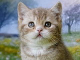 Chatons British Shorthair à vendre