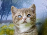 Chatons British Shorthair à vendre