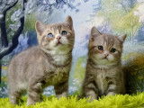 Chatons British Shorthair à vendre