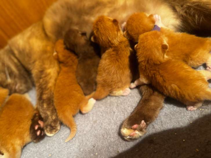 Chatons British Shorthair red ou cinnamon tortie à vendre