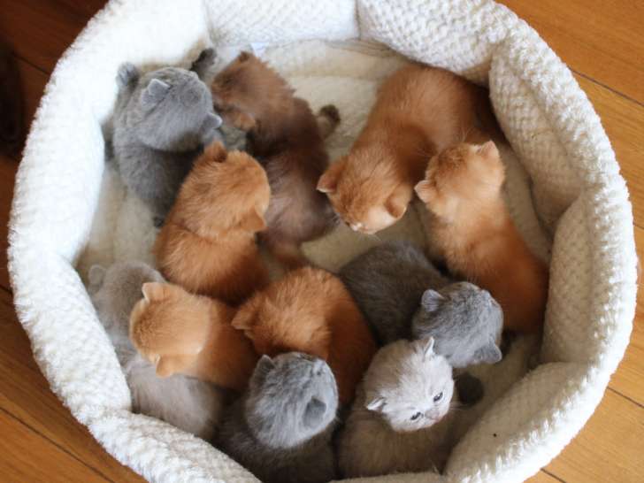 Femelles British Shorthair red ou lilas