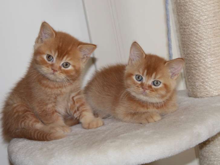 Femelles British Shorthair red