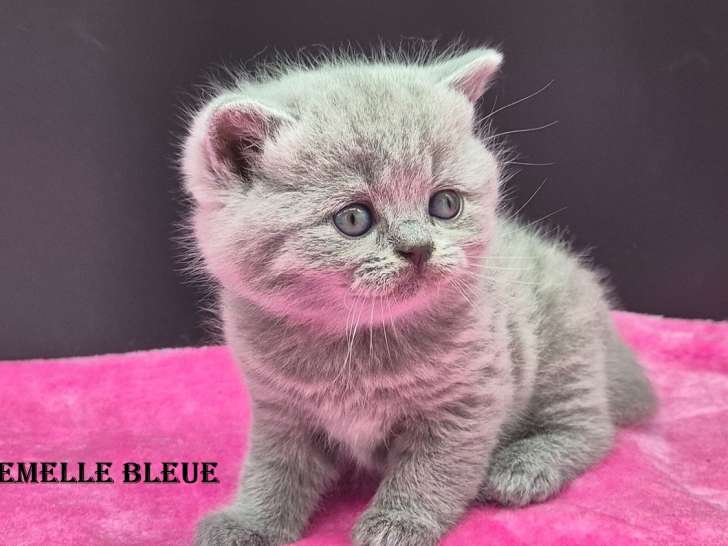 Chatons British Shorthair disponibles à l'adoption