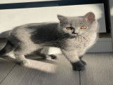 Chaton British Shorthair à vendre