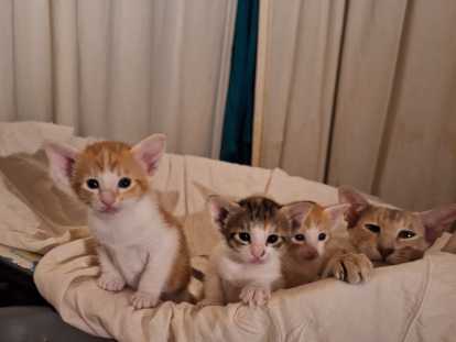 Chatons Oriental Shorthair à vendre