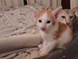 Chatons Oriental Shorthair à vendre
