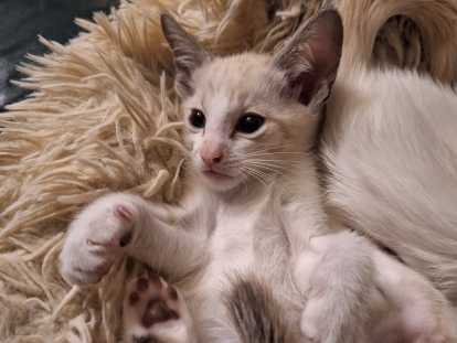 Chatons Oriental Shorthair à vendre