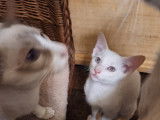 Chatons Oriental Shorthair à vendre