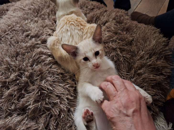 Chatons Oriental Shorthair à vendre