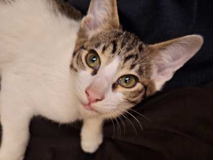 Chatons Oriental Shorthair &agrave; vendre