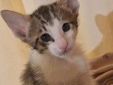 Chatons Oriental Shorthair à vendre