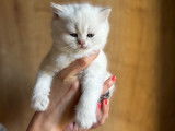 APOLLON de Golden Elegance male british Shorthair