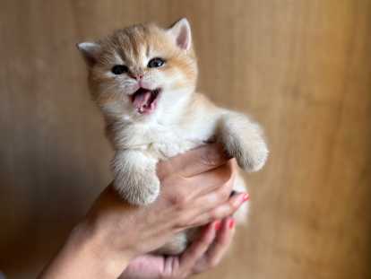 ATLAS de Golden Elegance male british Shorthair (A trouvé sa famille)