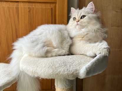 ALASKA de Golden Elegance femelle British longhair