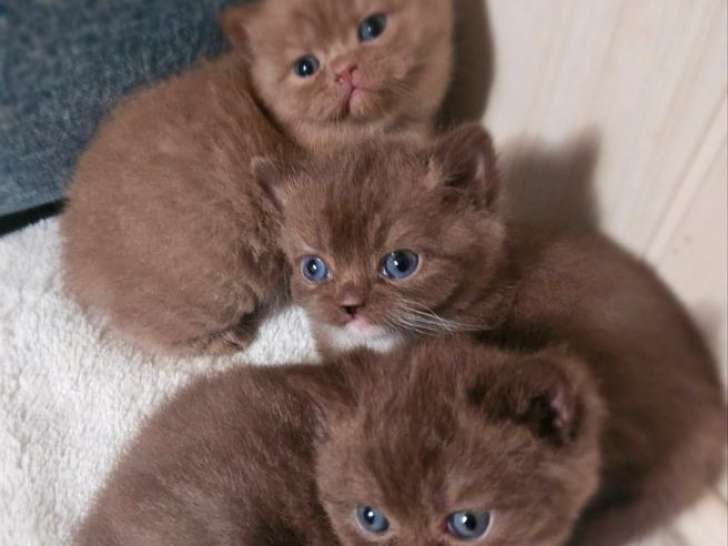 À réserver, 2 chatons femelles British Shorthair (LOOF)