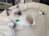 1 chaton mâle Ragdoll seal point mitted LOOF à réserver