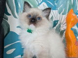 1 chaton mâle Ragdoll seal point mitted LOOF à réserver
