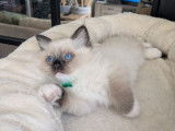 1 chaton mâle Ragdoll seal point mitted LOOF à réserver