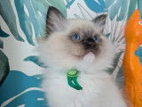 1 chaton mâle Ragdoll seal point mitted LOOF à réserver