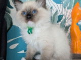 1 chaton mâle Ragdoll seal point mitted LOOF à réserver