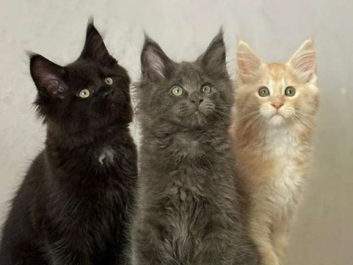 2 chatons mâles Maine Coon LOOF disponibles à la vente