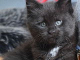 2 chatons mâles Maine Coon LOOF disponibles à la vente