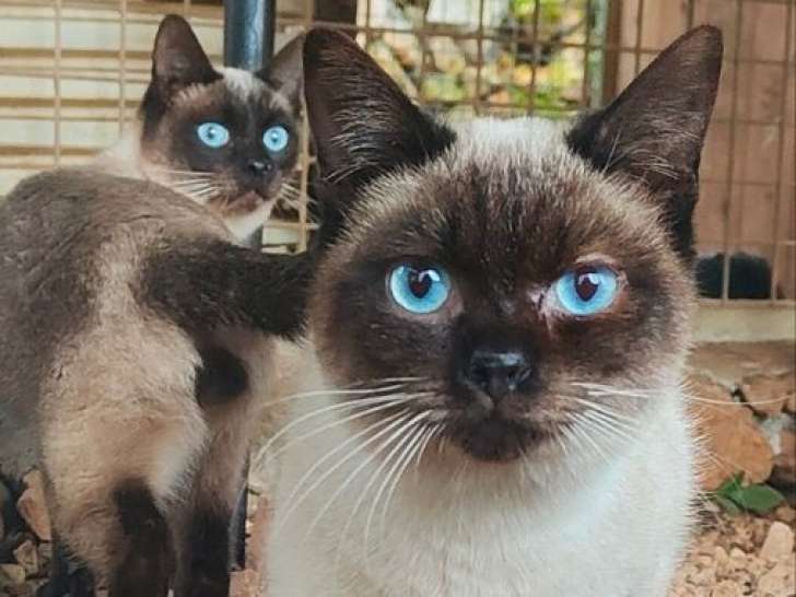 Chat adulte mâle Toybob LOOF à vendre