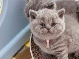 Chaton femelle British Shorthair bleue LOOF à réserver